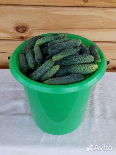 Огурцы свежие