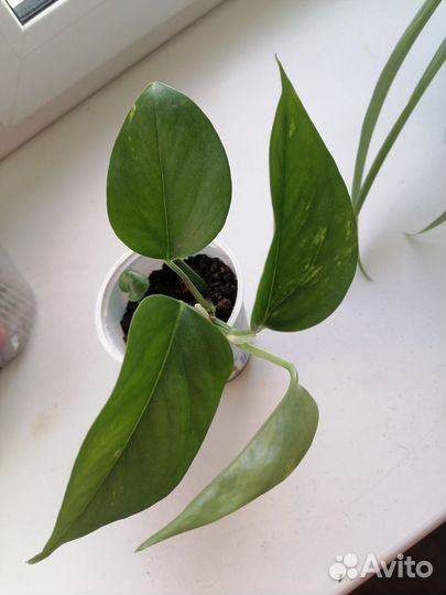 Сциндапсус