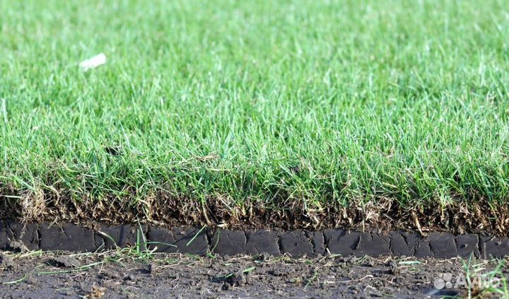 Газон под ключ, газон рулонный