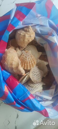 Ракушки морские