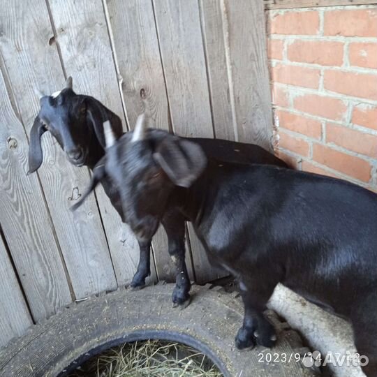 Коза нубийская