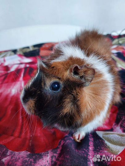 Морские свинки