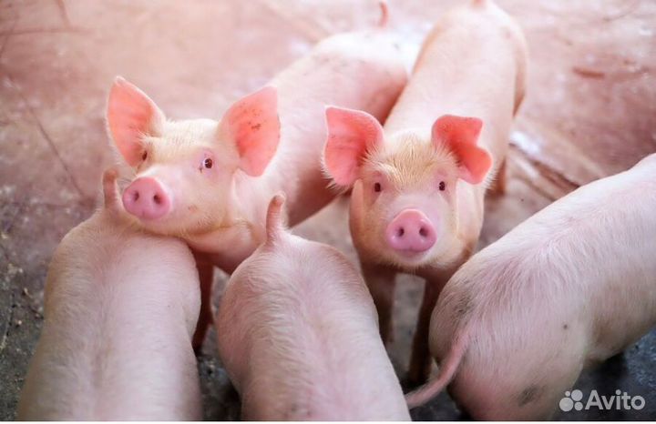 Поросята