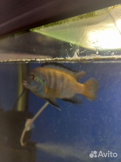 Северум,цихлиды,помпа