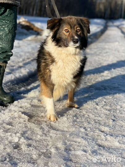 Собака в добрые руки