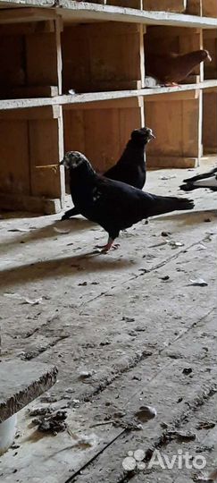 Голуби старо бакинские бойные