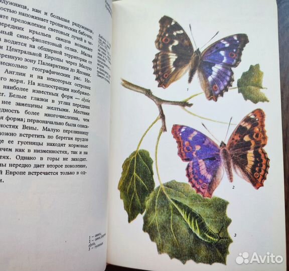 Книга бабочки