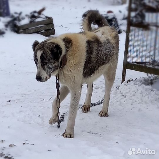 Среднеозеатская овчарка