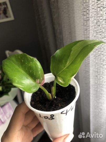 Филодендрон белая принцесса (с розовым)