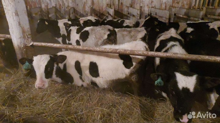 Бычки,телята,быки