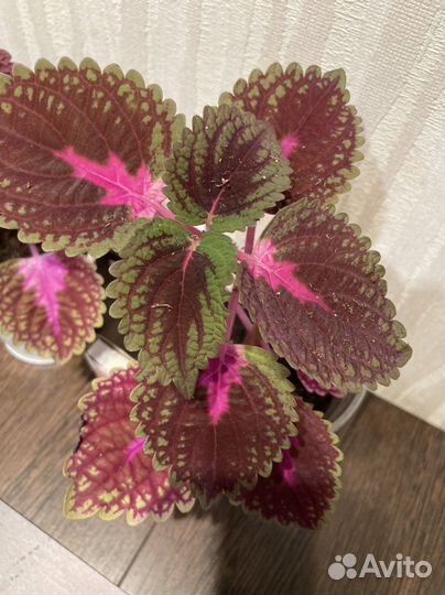 Колеусы, Сансивиерия