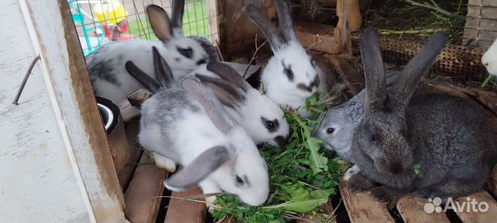 Кролики породы великан