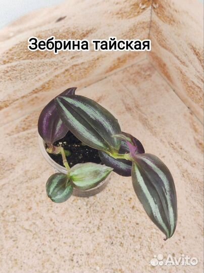 Традесканции сортовые