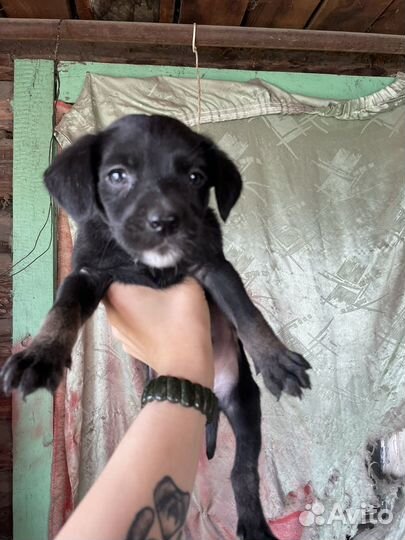 Щенки метисы