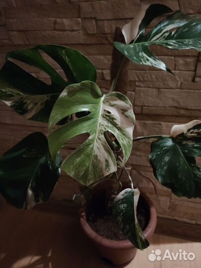 Монстера вариегатная Альба