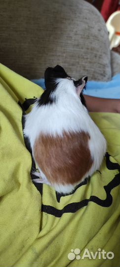 Морские свинки