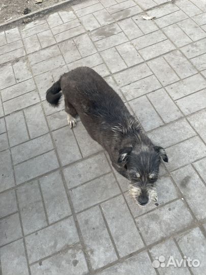 Собака в добрые руки маленькая порода