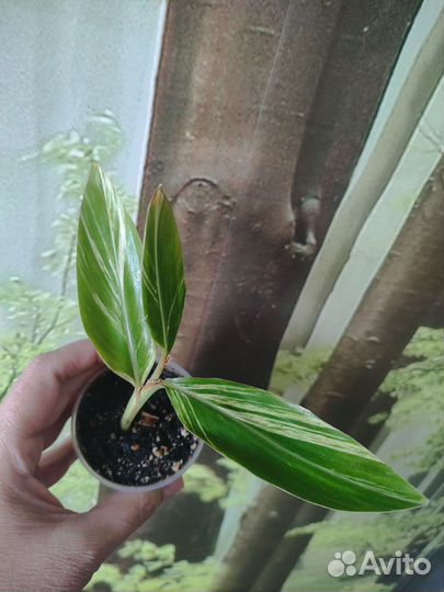 Набор из 10 цветочков