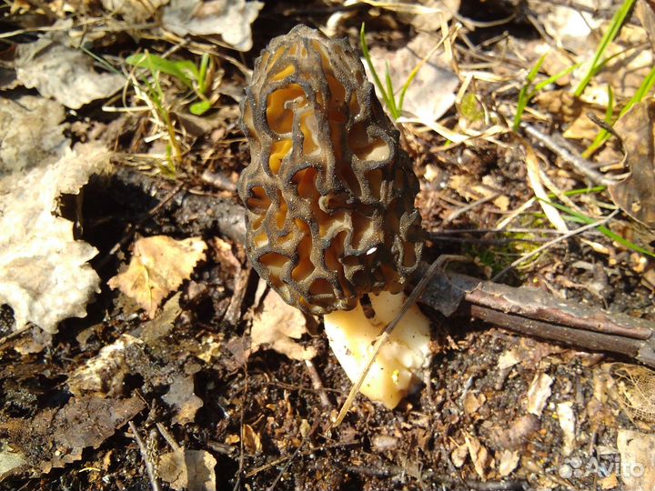 Сморчки,сморчковая шапочка,строчки,грибы свежие