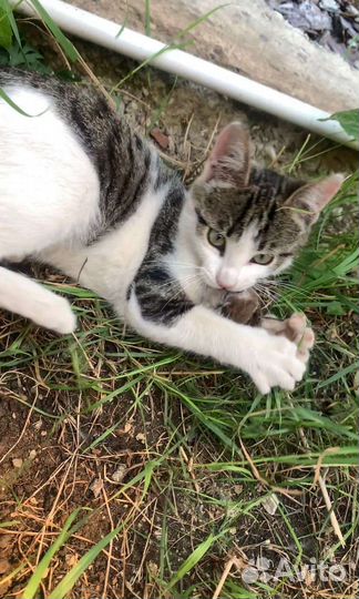 Котик в добрые руки
