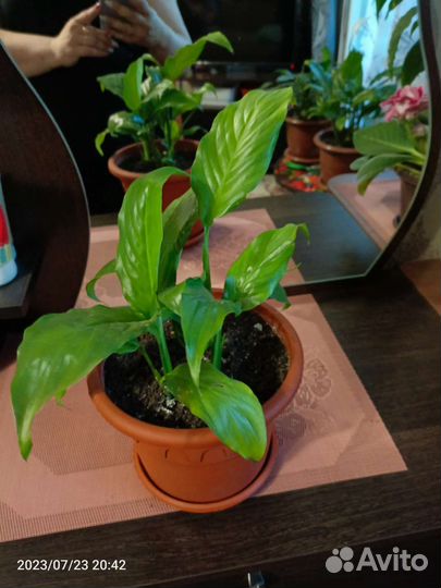 Спатифиллум