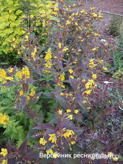 Вербейники разные