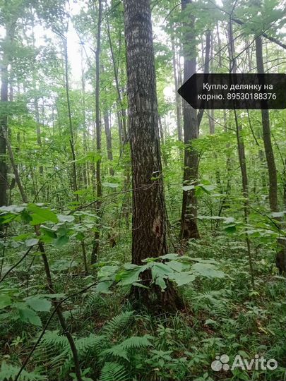 Лес кругляк береза