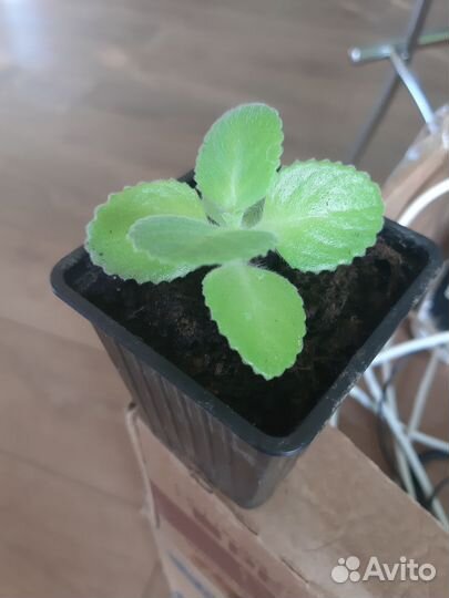 Каланхоэ лечебное продам