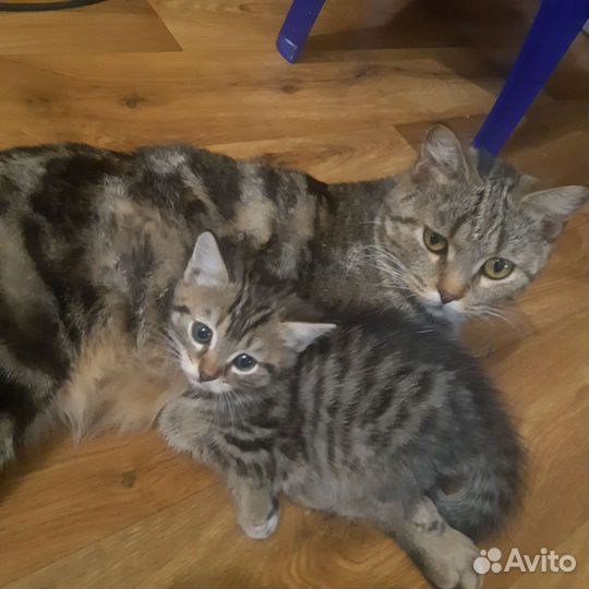 Кошка в дар