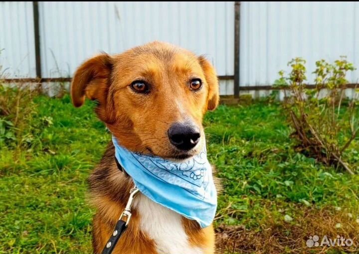 Собачка в добрые руки