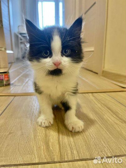 Ласковый котенок в добрые руки