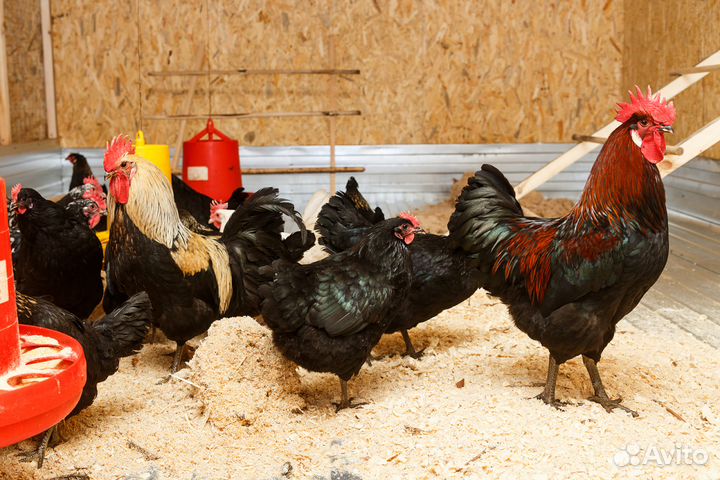 Инкубационное яйцо разных пород кур в Лобне