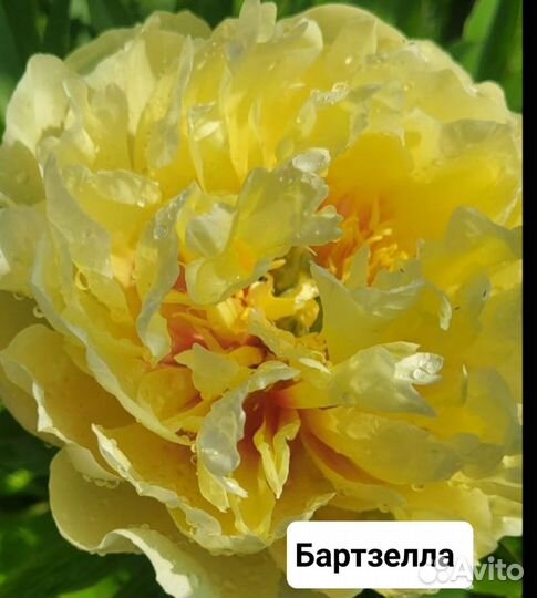 Пионы ито 4 сорта