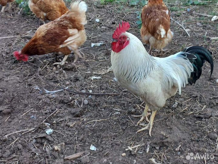 Петух породы Адлерская серебристая, 9 месяцев