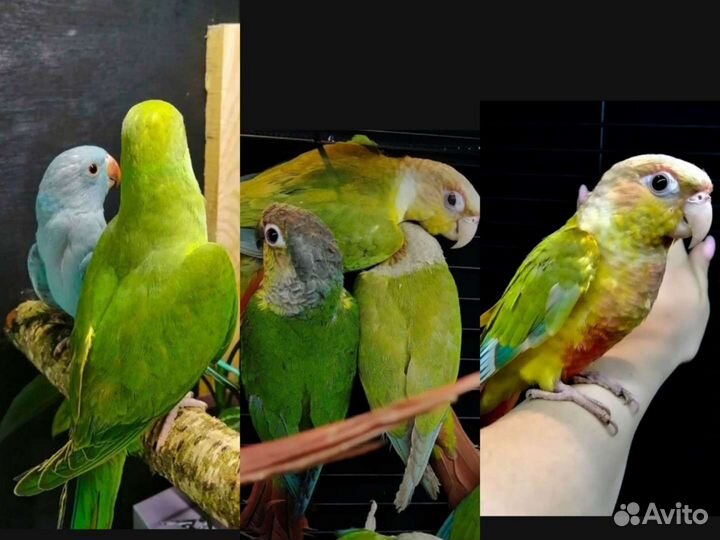 Попугай ожереловый и попугай монах квакер