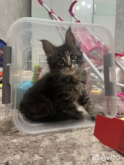 Котята мейн-кун