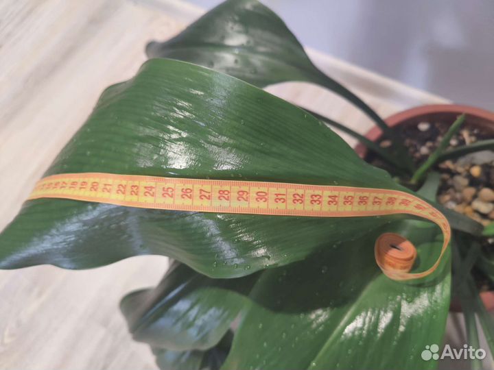 Эухарис, амазонская лилия