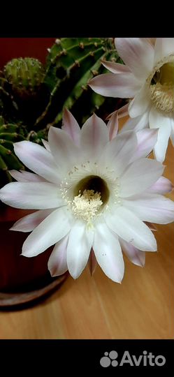 Кактус эхинопсис собираются цвести