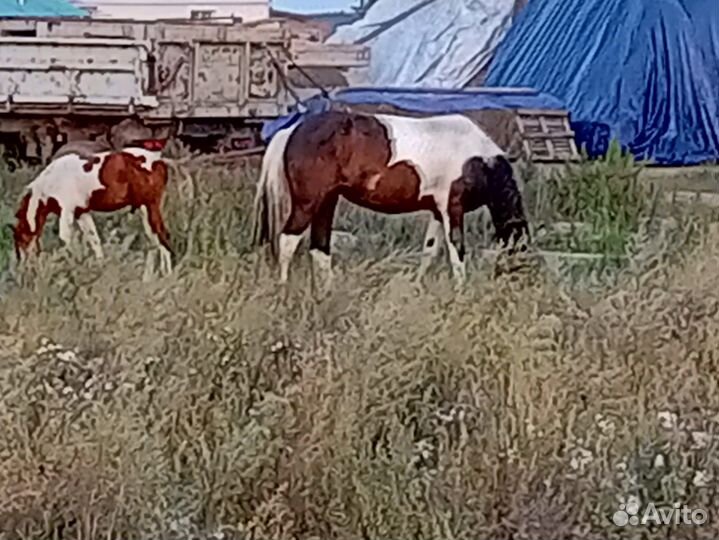 Продам кобылу