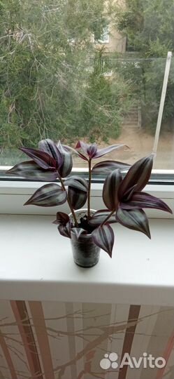 Цветок Традесканция Укорененные черенки