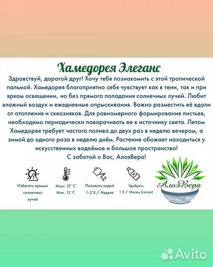 Комнатные растения. Хамедорея Элеганс