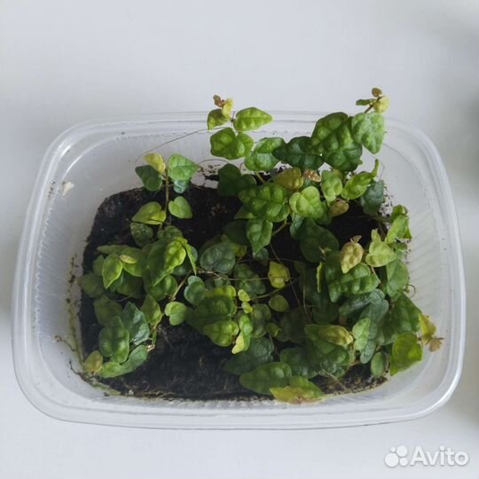 Растения для флорариума- террариума