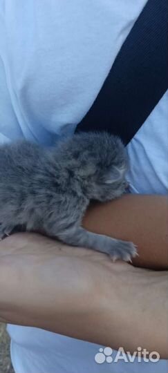 Котенок бронь Оксана