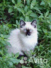 Очень красивые котята