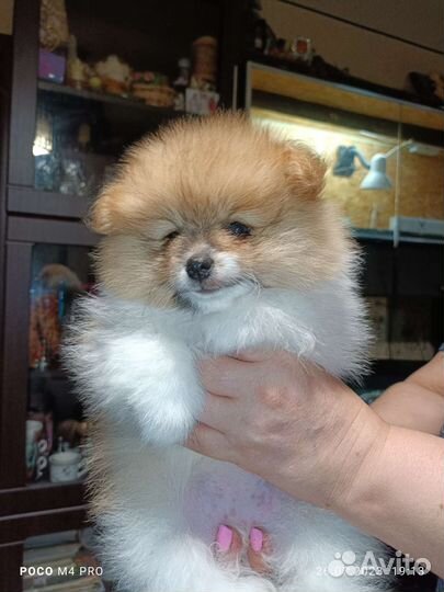 Щенки шпица мини