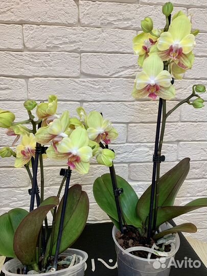 Орхидея бантик желтый