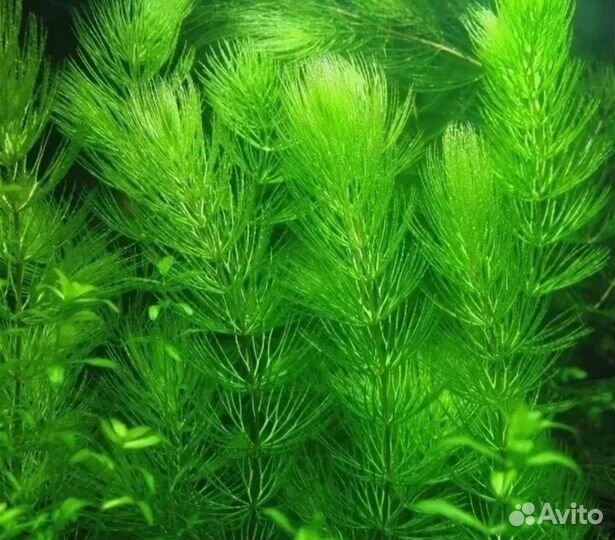 Аквариумное растение