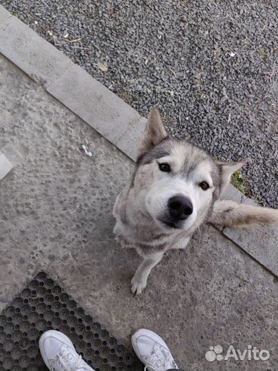Найдена собака хаски