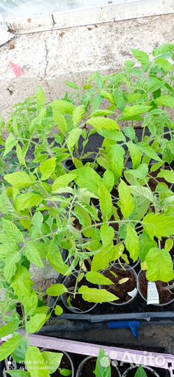 Рассада огурцов, томатов, перца