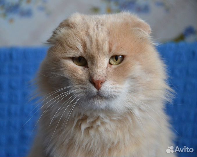 Кот в добрые руки